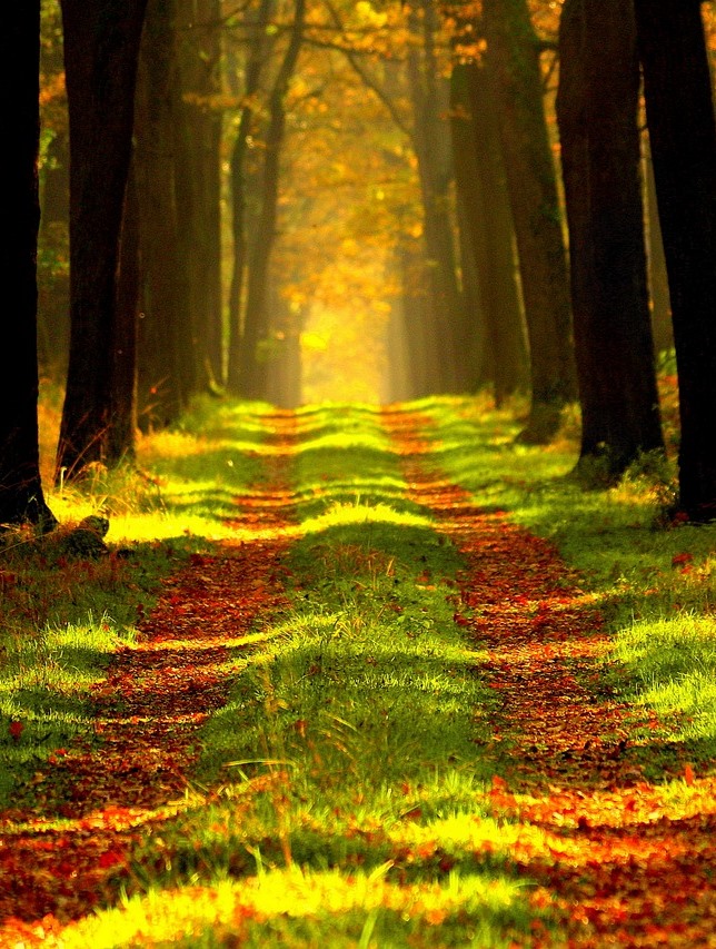 Zoelen-coaching-therapie